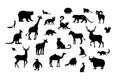 Set of animal silhouettes. Armadillo camel deer echidna impala numbat okapi quoll raccoon urial vole weasel xerus lemur Royalty Free Stock Photo