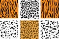 Set of animal skin textures. Dalmatian, leopard and tiger pattern print texture square. Royalty Free Stock Photo