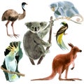 Set of animals Australia. Watercolor illustration in white background.