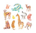 Set of animals drawn with crayons. Illustrations Royalty Free Stock Photo