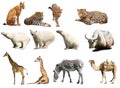 Set of animals. Isolated with shadows