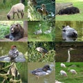 Set of 12 animals photos