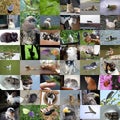 Set of 48 animals photos