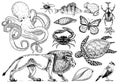 Set of animals. Reptile and amphibian, mammal and insect, wild turtle. Engraved hand drawn. Old vintage sketch. Beetle