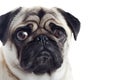 Set of anime images, pug dogs, annoying faces, anime, white background, photography, anime images, illustrations, Generative AI Royalty Free Stock Photo