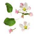 Set of apple tree flowers, leaves  and buds isolated Royalty Free Stock Photo