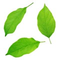 Set of apple tree leaves isolated on a white Royalty Free Stock Photo