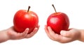 Set of apples in a child& x27;s hand isolated on a white or transparent background. Close-up of apples in hand, side view Royalty Free Stock Photo