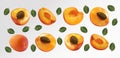 Set of apricot with leaves on transparent background. Apricot fruits are whole and cut in half. Useful ripe fresh