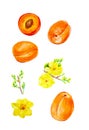 Set of apricots and branches with apricot flowers . Watercolor illustration isolated on white background Royalty Free Stock Photo