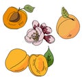 A set of apricots in different variations, whole fruit, apricot with stone, flowering twig, fruits with leaves