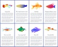 Set of Aquarium Fishes Color Vector Illustrations