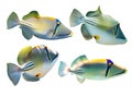 Set of Arabian Picassofish Rhinecanthus assasi, Lagoon triggerfish isolated on a white background. Unusual tropical bright fish