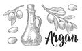 Set of argan branches, leaves, nuts, bottle with oil. Vector vintage engraving