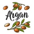 Set of argan branches, leaves, nuts. Vector vintage engraving