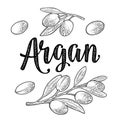 Set of argan branches, leaves, nuts. Vector vintage engraved illustration