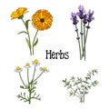 Set of aromatic herbs, isolated illustration