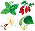Set of aromatic plants