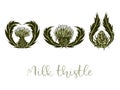 Set of arrangements of milk Thistle flowers, buds, spiny stems, green leaves on white background.