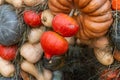 Set art vegetable seasonal autumn couple orange mini pumpkins background abstract Royalty Free Stock Photo