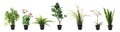 Set of artificial plants in flower pots isolated on white. Banner design Royalty Free Stock Photo