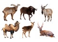 Set of Artiodactyla mammal animals Royalty Free Stock Photo