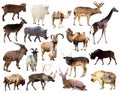 Set of Artiodactyla mammal animals over white background Royalty Free Stock Photo
