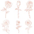 Set Artwork Vector Rose Line Art Illustration Royalty Free Stock Photo