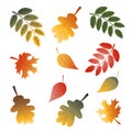 Set of assorted Fall leaves in bright warm red, yellow, orange and brown Autumn colors isolated on white background Royalty Free Stock Photo