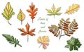 Set with autumn color  leaves of different  trees and flowers. Hand drawn sketch. Royalty Free Stock Photo