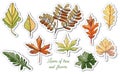 Set with autumn color  leaves of different  trees and flowers isolated on white  background. Hand drawn ink sketch Royalty Free Stock Photo