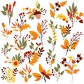 Set Autumn composition with flowers, colorful leaves, red berry and acorns. Floral collections. Season illustration for