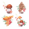 A set of autumn compositions with wild mushrooms and berries. Drawn with colored pencils on a white background. Royalty Free Stock Photo