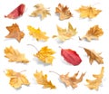 Set of autumn dried leaves