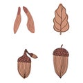 Set autumn elements isolated on white background. Decorative design Fraxinus seed, leaf and acorn in doodle style for any purpose