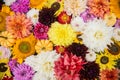 A set of autumn flowers and small pumpkins for the background