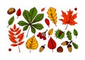 Set of autumn forest design elements including. Hand drawn autumn clipart with leaves, acorns, berries, chestnuts. Vector Royalty Free Stock Photo
