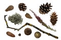 Set of autumn forest nature gifts. Collection of pine and spruce cones, acorn, lichen. Isolated on white