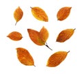 Set of autumn ginger leaves isolated