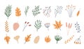 Set of autumn herbarium. Different branches and twigs with berries and leaves. Wild forest plants. Vector collection of