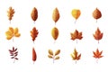 Set of autumn illustration element collection. Some elements illustration on white background.