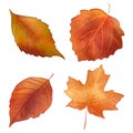 Autumn leaves watercolor illustration. Collection of autumn leaves with maple, oak leaf. Fall leaf hand painting