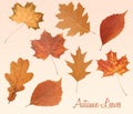 Set of autumn leaves