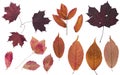 Set of autumn leaves. Colors of autumn. Herbarium of bright colors. Royalty Free Stock Photo