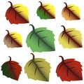 Set of autumn leaves design elements. Fall.