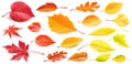 Set of autumn leaves of different colors isolated on white. Realistic generative AI illustrations Royalty Free Stock Photo