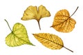 A set of autumn leaves (elm, ginkgo, linden), hand drawn watercolor illustration isolated on white background.