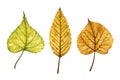 A set of autumn leaves (elm and linden tree), hand drawn watercolor illustration isolated on white background. Royalty Free Stock Photo