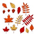 Set of autumn leaves. Foliage of different kinds of trees. Colorless seasonal dry flora. Vector Royalty Free Stock Photo