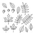 Set of autumn leaves. Foliage of different kinds of trees. Colorless seasonal dry flora. Vector Royalty Free Stock Photo